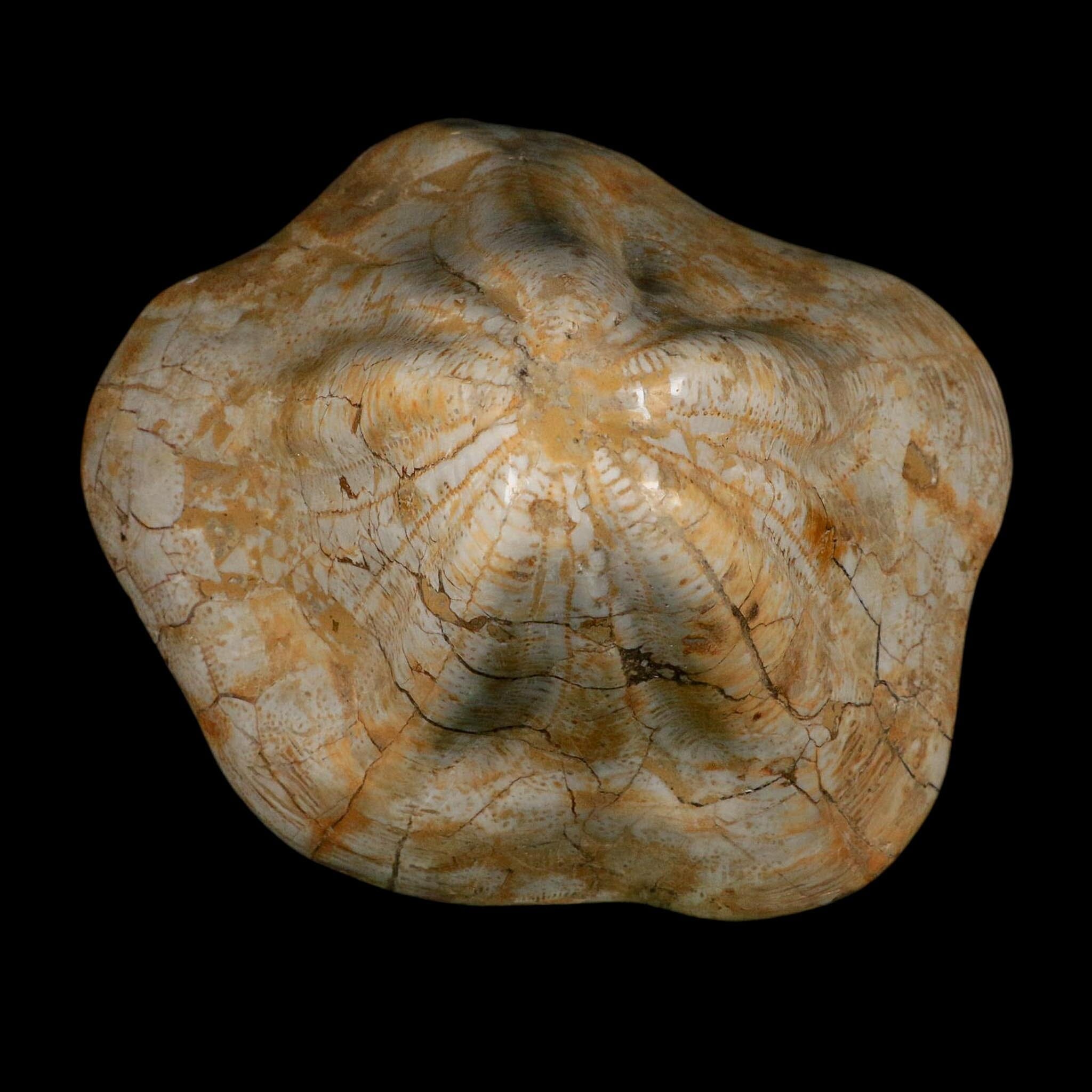 XXL 7.5" Detailed Fossil Clypeaster Altus Sea Urchin Echinoid Miocene Taza Morocco - Fossil Age Minerals