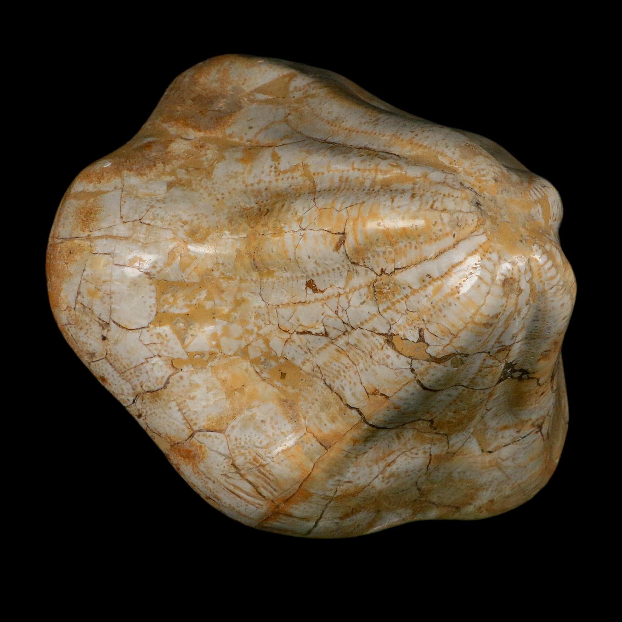 XXL 7.5" Detailed Fossil Clypeaster Altus Sea Urchin Echinoid Miocene Taza Morocco - Fossil Age Minerals