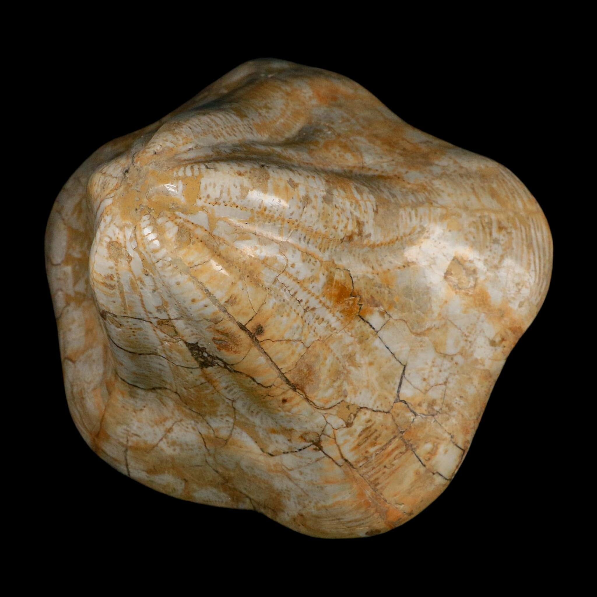 XXL 7.5" Detailed Fossil Clypeaster Altus Sea Urchin Echinoid Miocene Taza Morocco - Fossil Age Minerals