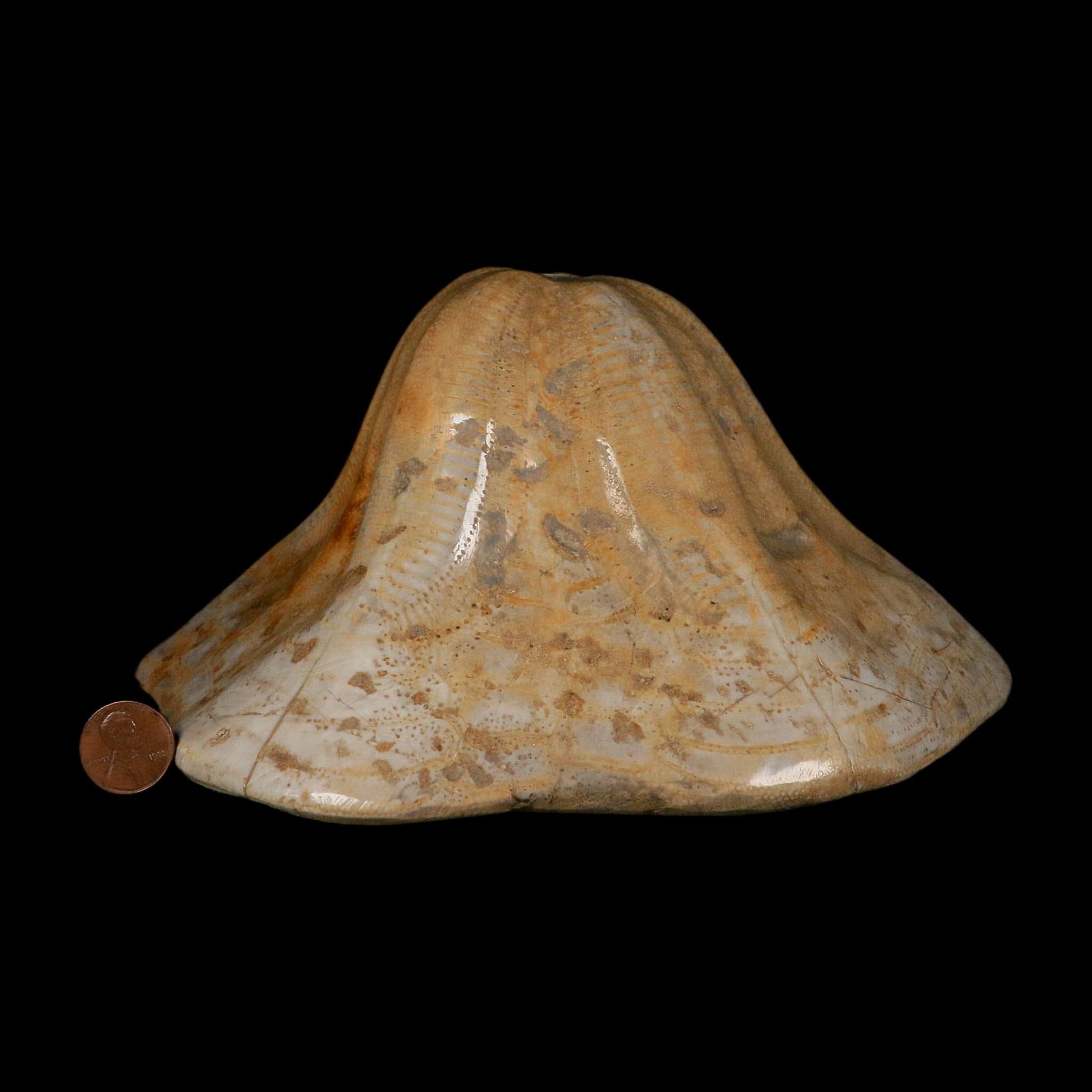 XXL 7.9" Detailed Fossil Clypeaster Altus Sea Urchin Echinoid Miocene Taza Morocco - Fossil Age Minerals