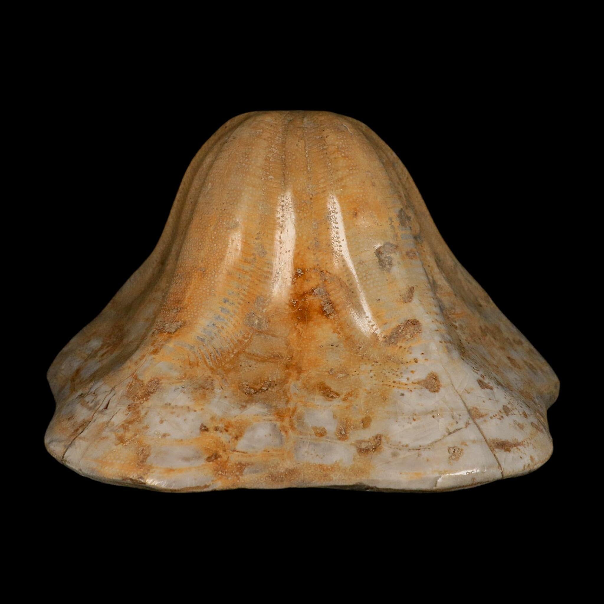 XXL 7.9" Detailed Fossil Clypeaster Altus Sea Urchin Echinoid Miocene Taza Morocco - Fossil Age Minerals