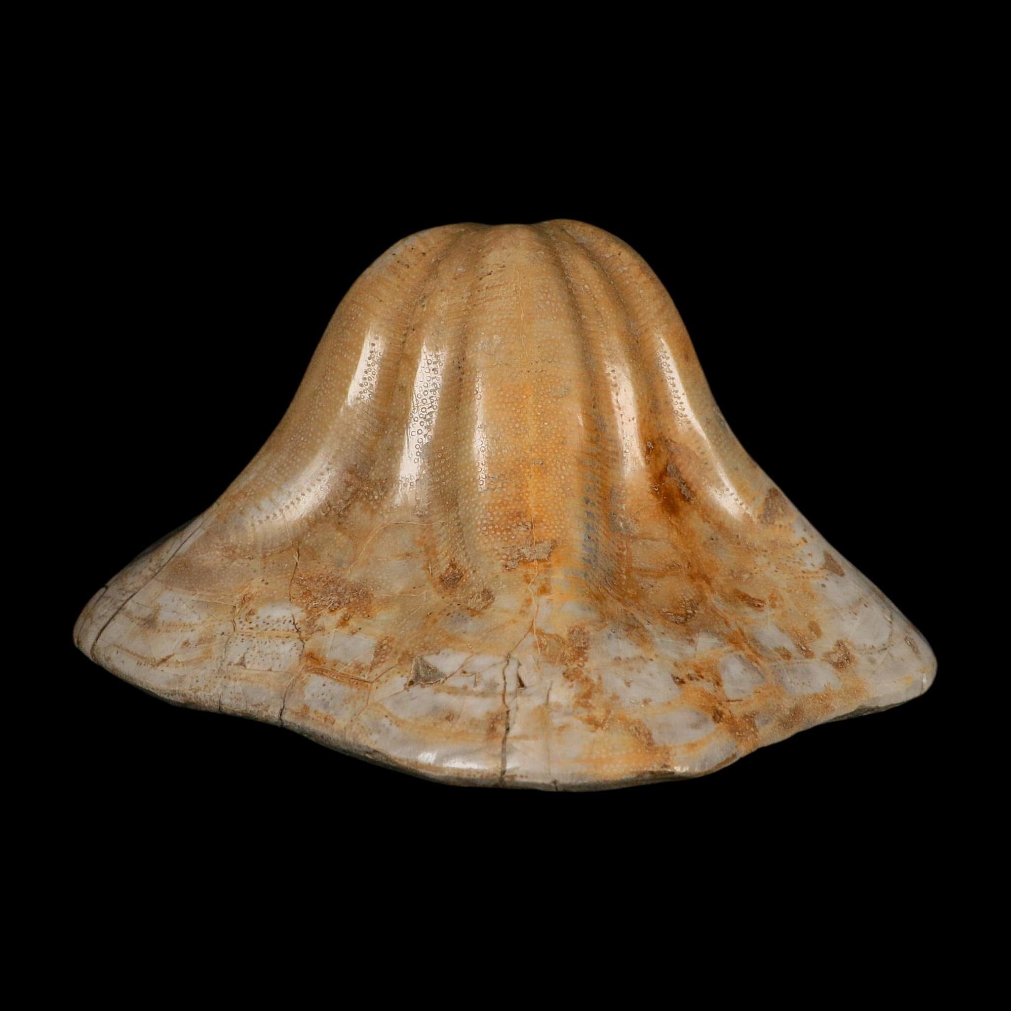 XXL 7.9" Detailed Fossil Clypeaster Altus Sea Urchin Echinoid Miocene Taza Morocco - Fossil Age Minerals