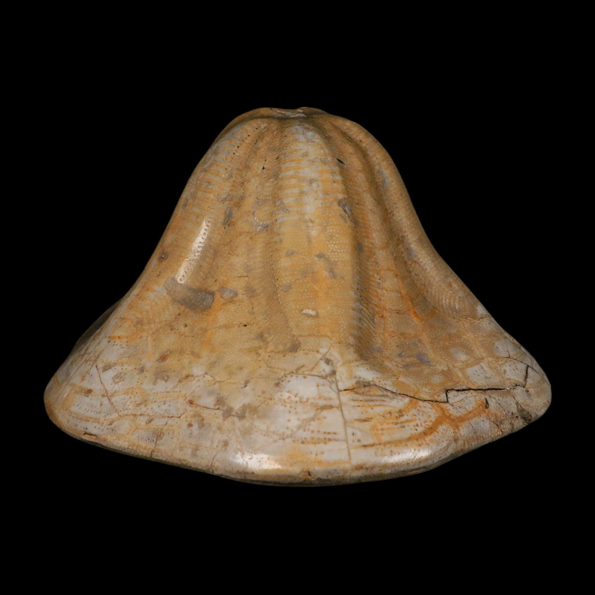 XXL 7.9" Detailed Fossil Clypeaster Altus Sea Urchin Echinoid Miocene Taza Morocco - Fossil Age Minerals