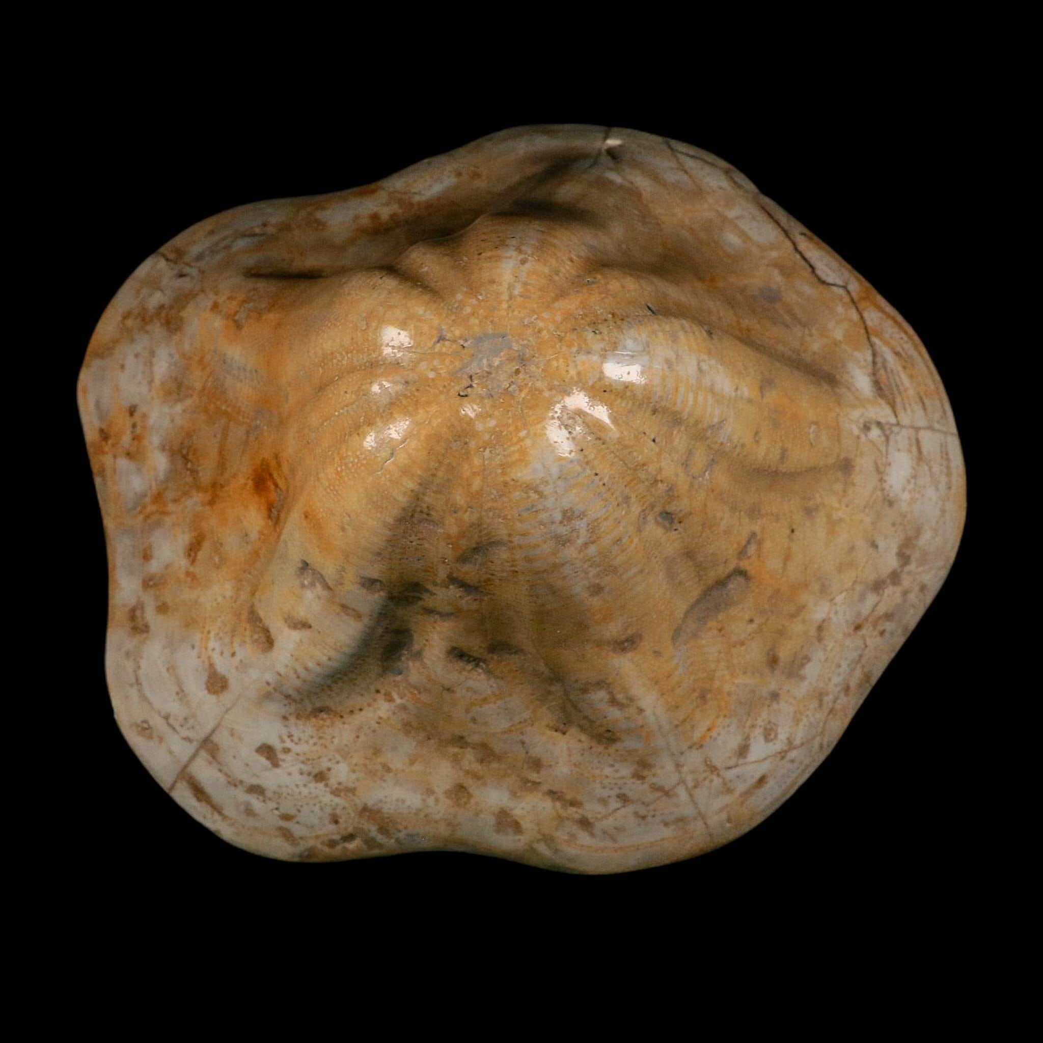 XXL 7.9" Detailed Fossil Clypeaster Altus Sea Urchin Echinoid Miocene Taza Morocco - Fossil Age Minerals