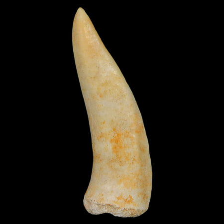 1.9" Saber Toothed Herring Fossil Fang Enchodus Libycus Cretaceous COA Stand