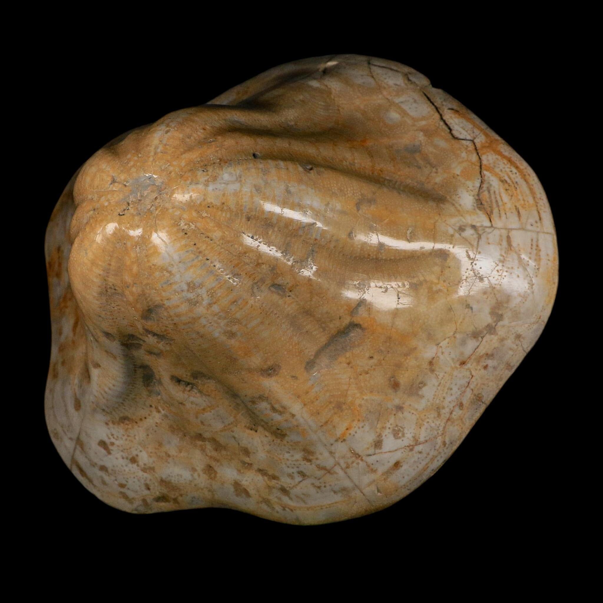 XXL 7.9" Detailed Fossil Clypeaster Altus Sea Urchin Echinoid Miocene Taza Morocco - Fossil Age Minerals