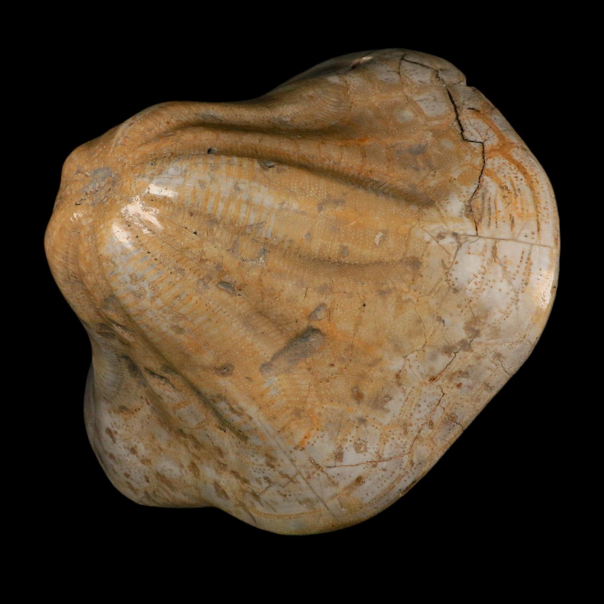 XXL 7.9" Detailed Fossil Clypeaster Altus Sea Urchin Echinoid Miocene Taza Morocco - Fossil Age Minerals