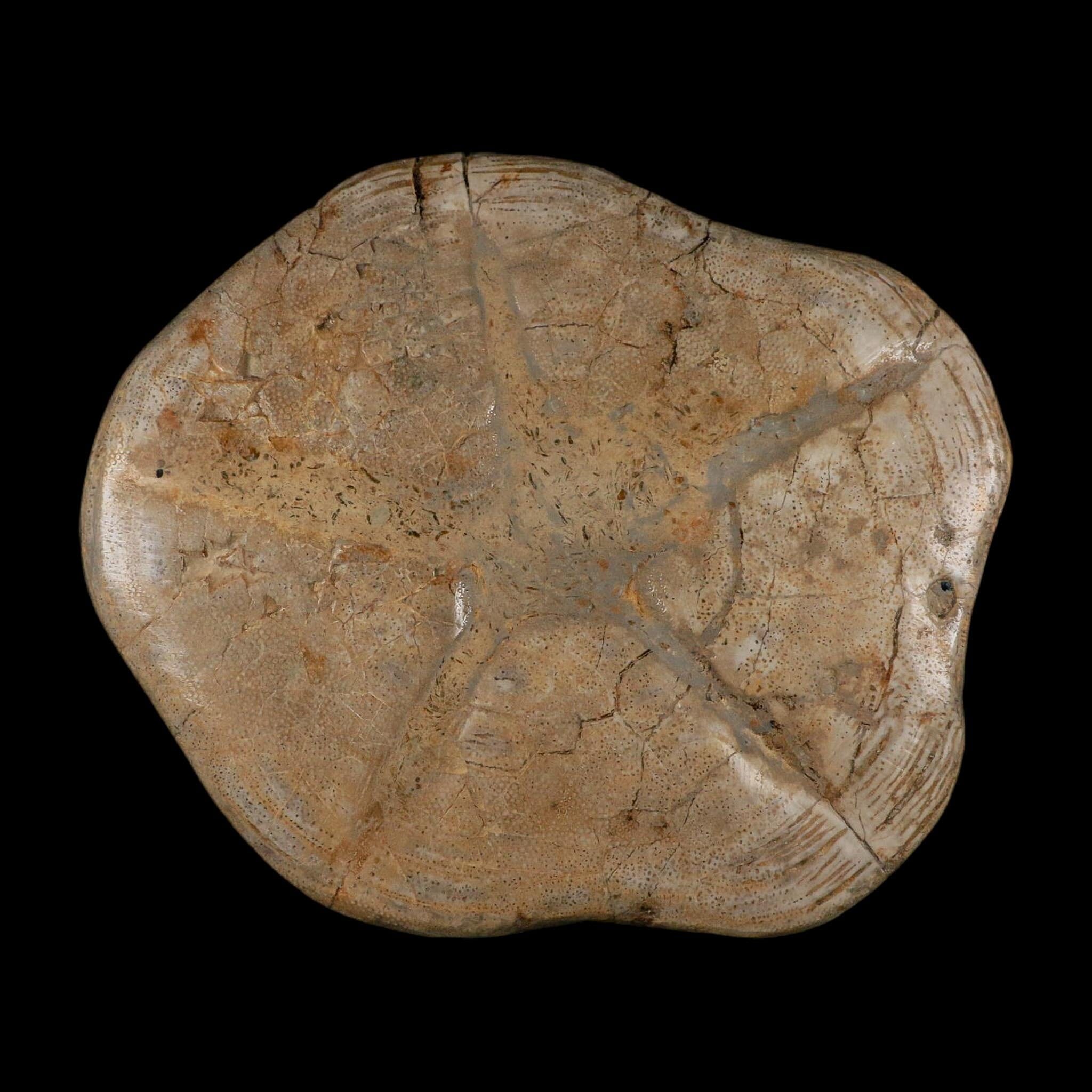XXL 7.9" Detailed Fossil Clypeaster Altus Sea Urchin Echinoid Miocene Taza Morocco - Fossil Age Minerals