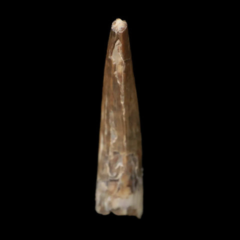 1.5" Suchomimus Fossil Tooth Cretaceous Spinosaurid Dinosaur Elraz FM Niger COA - Fossil Age Minerals