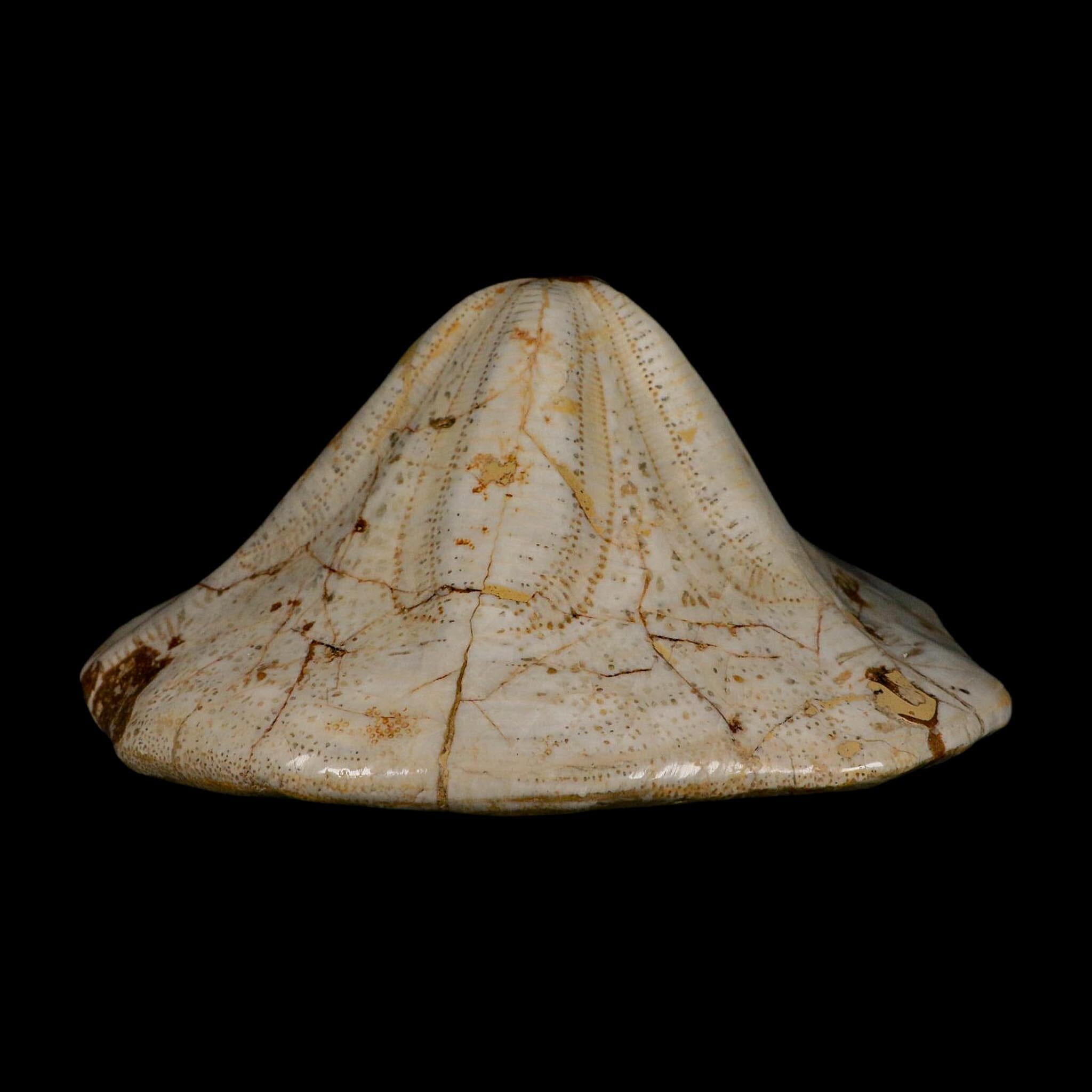 XL 6.1" Detailed Fossil Clypeaster Altus Sea Urchin Echinoid Miocene Taza Morocco