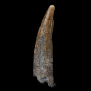 1.1" Suchomimus Fossil Tooth Cretaceous Spinosaurid Dinosaur Elraz FM Niger COA