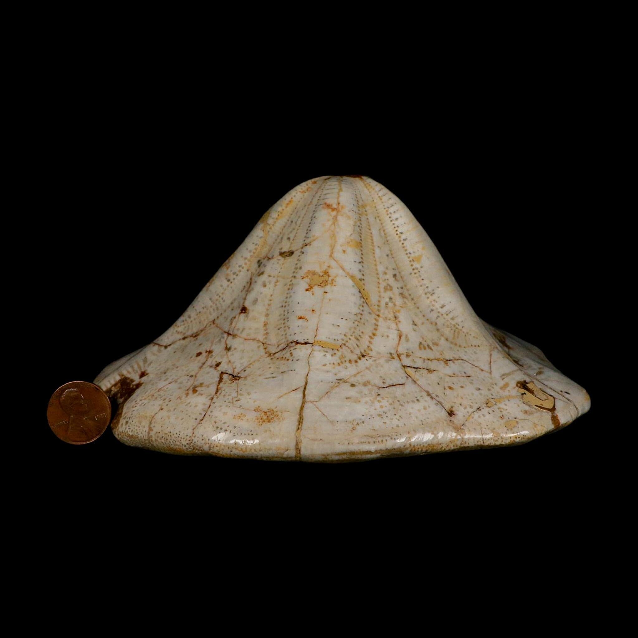XL 6.1" Detailed Fossil Clypeaster Altus Sea Urchin Echinoid Miocene Taza Morocco