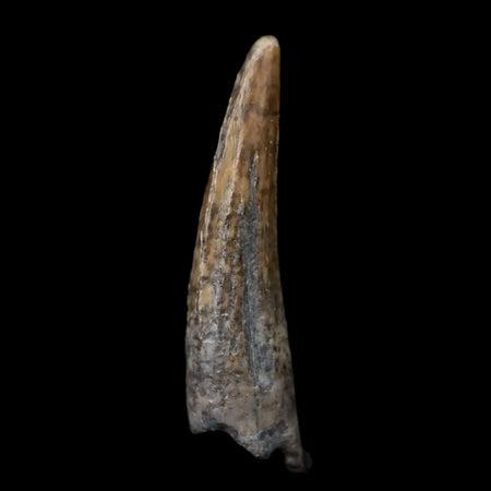 1.1" Suchomimus Fossil Tooth Cretaceous Spinosaurid Dinosaur Elraz FM Niger COA