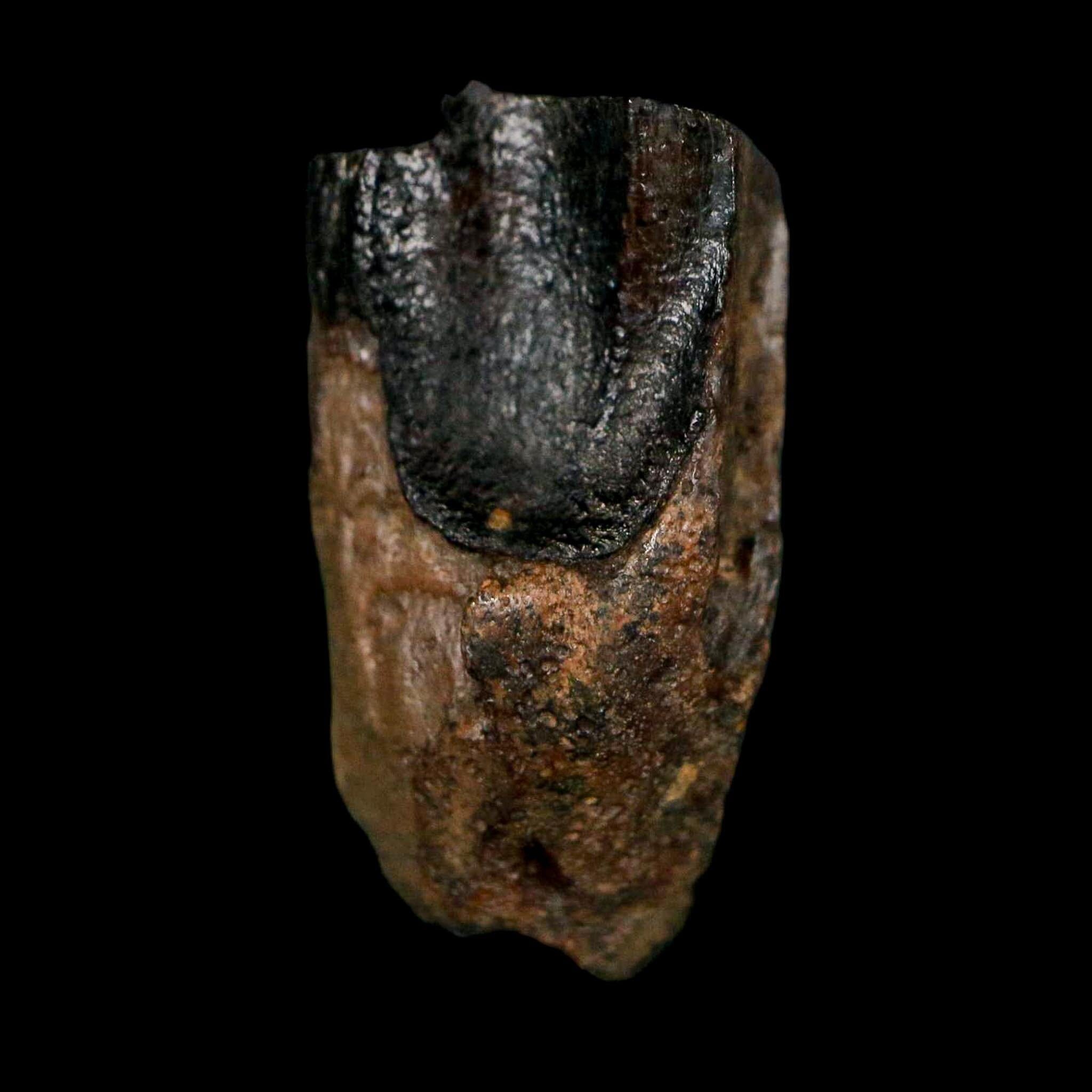 XL 0.8" Triceratops Fossil Tooth Lance Creek FM Cretaceous Dinosaur WY COA Display - Fossil Age Minerals