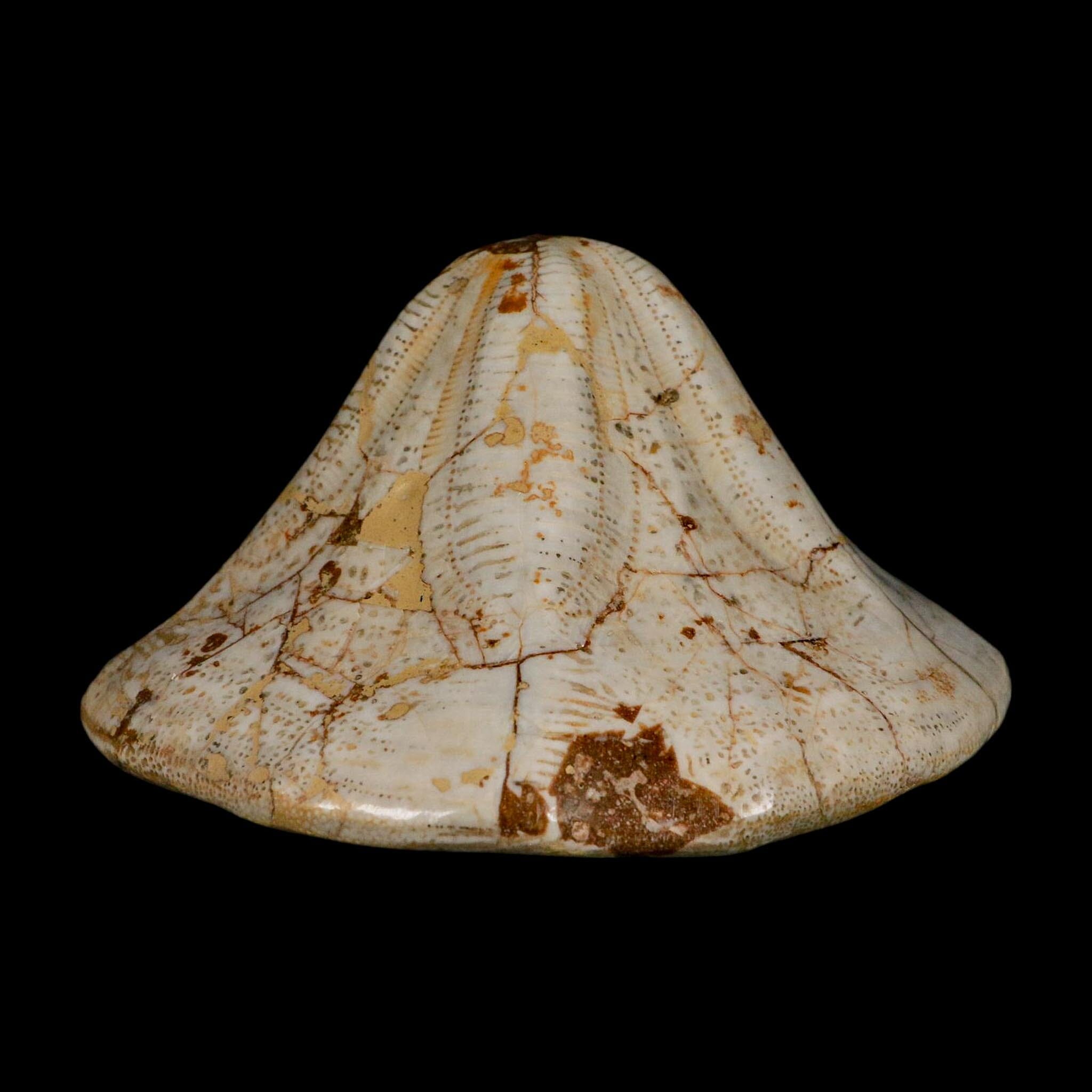 XL 6.1" Detailed Fossil Clypeaster Altus Sea Urchin Echinoid Miocene Taza Morocco