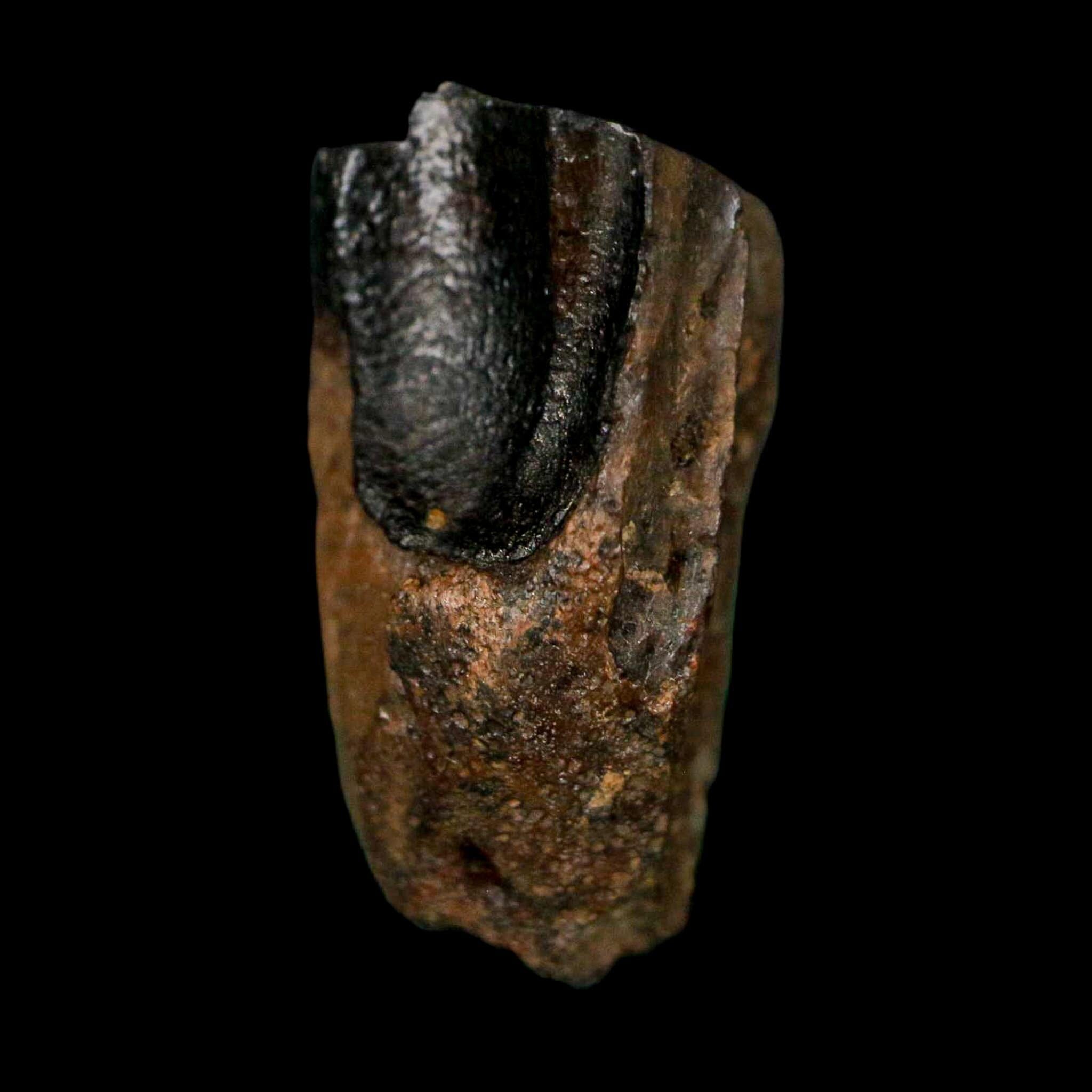XL 0.8" Triceratops Fossil Tooth Lance Creek FM Cretaceous Dinosaur WY COA Display - Fossil Age Minerals