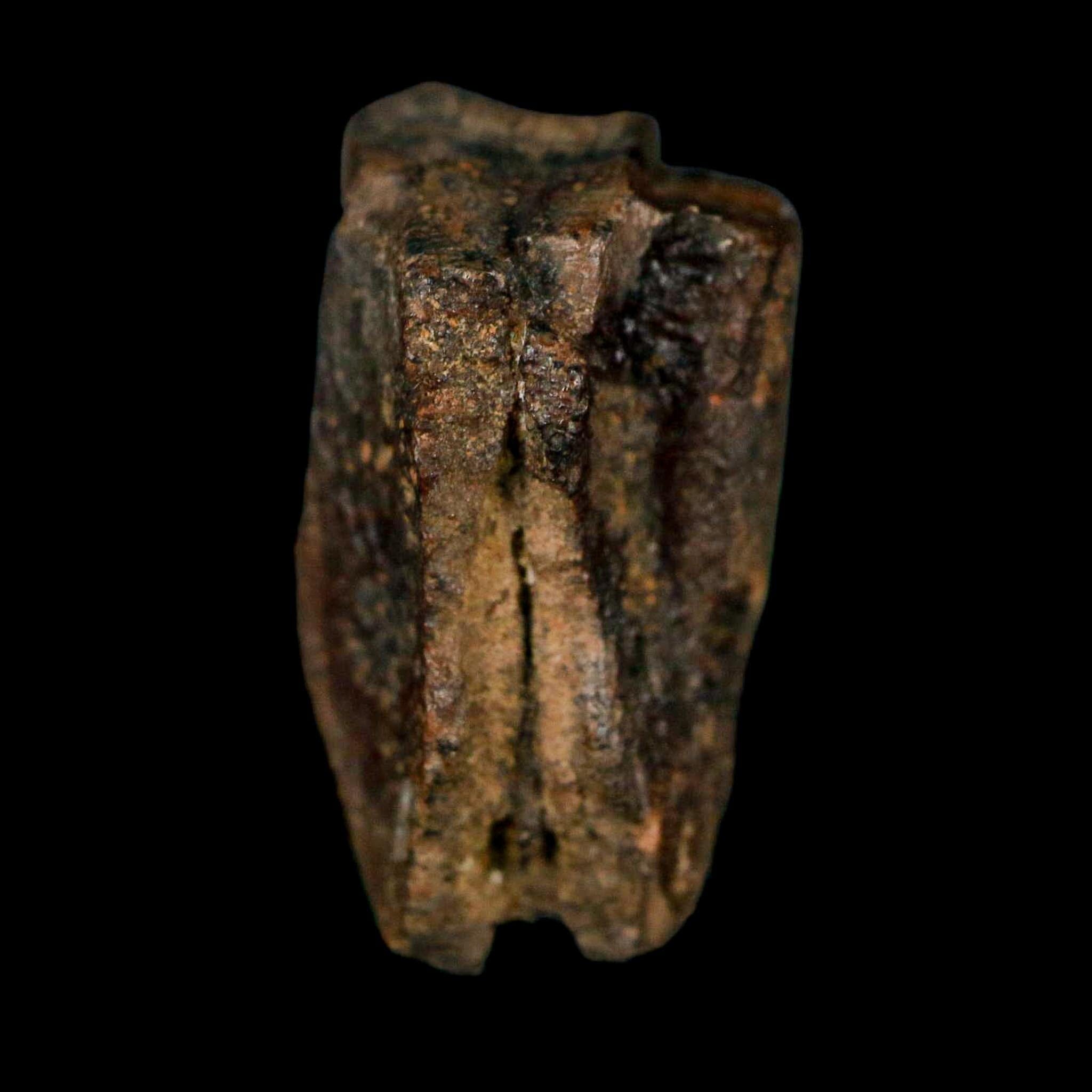 XL 0.8" Triceratops Fossil Tooth Lance Creek FM Cretaceous Dinosaur WY COA Display - Fossil Age Minerals