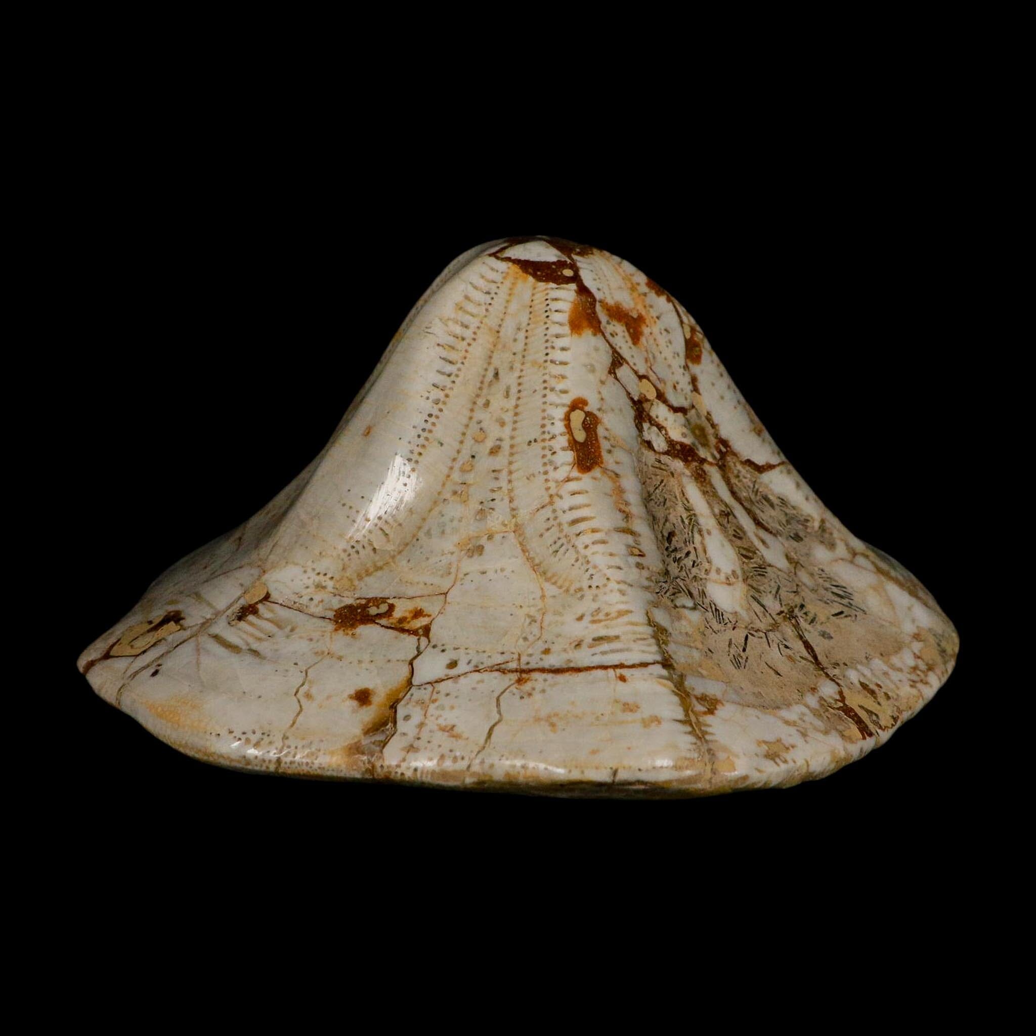 XL 6.1" Detailed Fossil Clypeaster Altus Sea Urchin Echinoid Miocene Taza Morocco