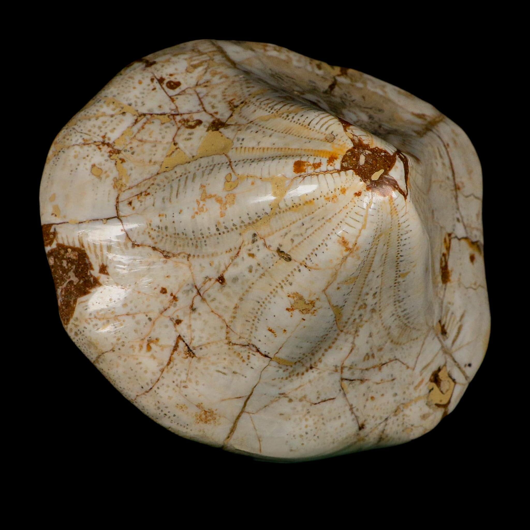 XL 6.1" Detailed Fossil Clypeaster Altus Sea Urchin Echinoid Miocene Taza Morocco