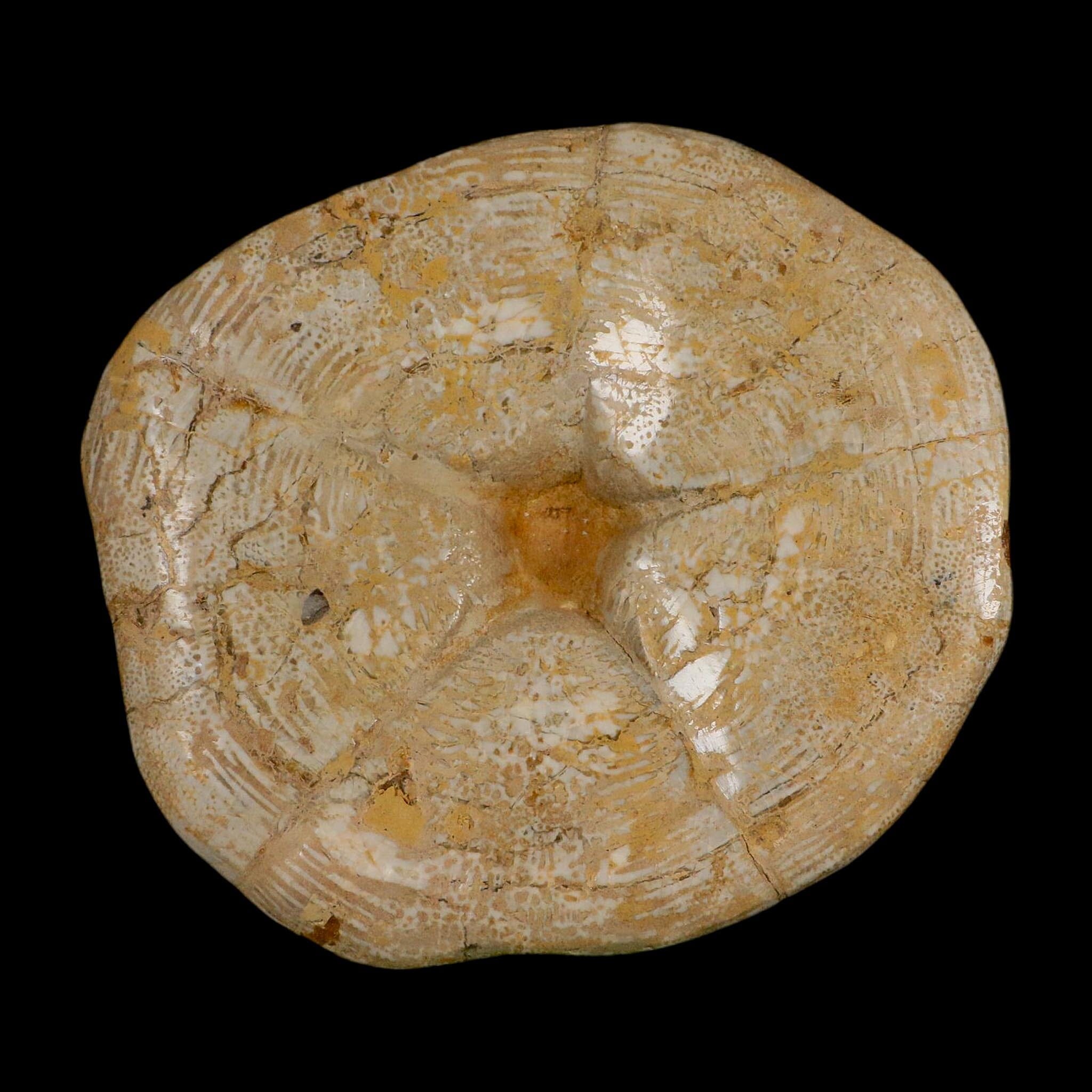 XL 6.1" Detailed Fossil Clypeaster Altus Sea Urchin Echinoid Miocene Taza Morocco