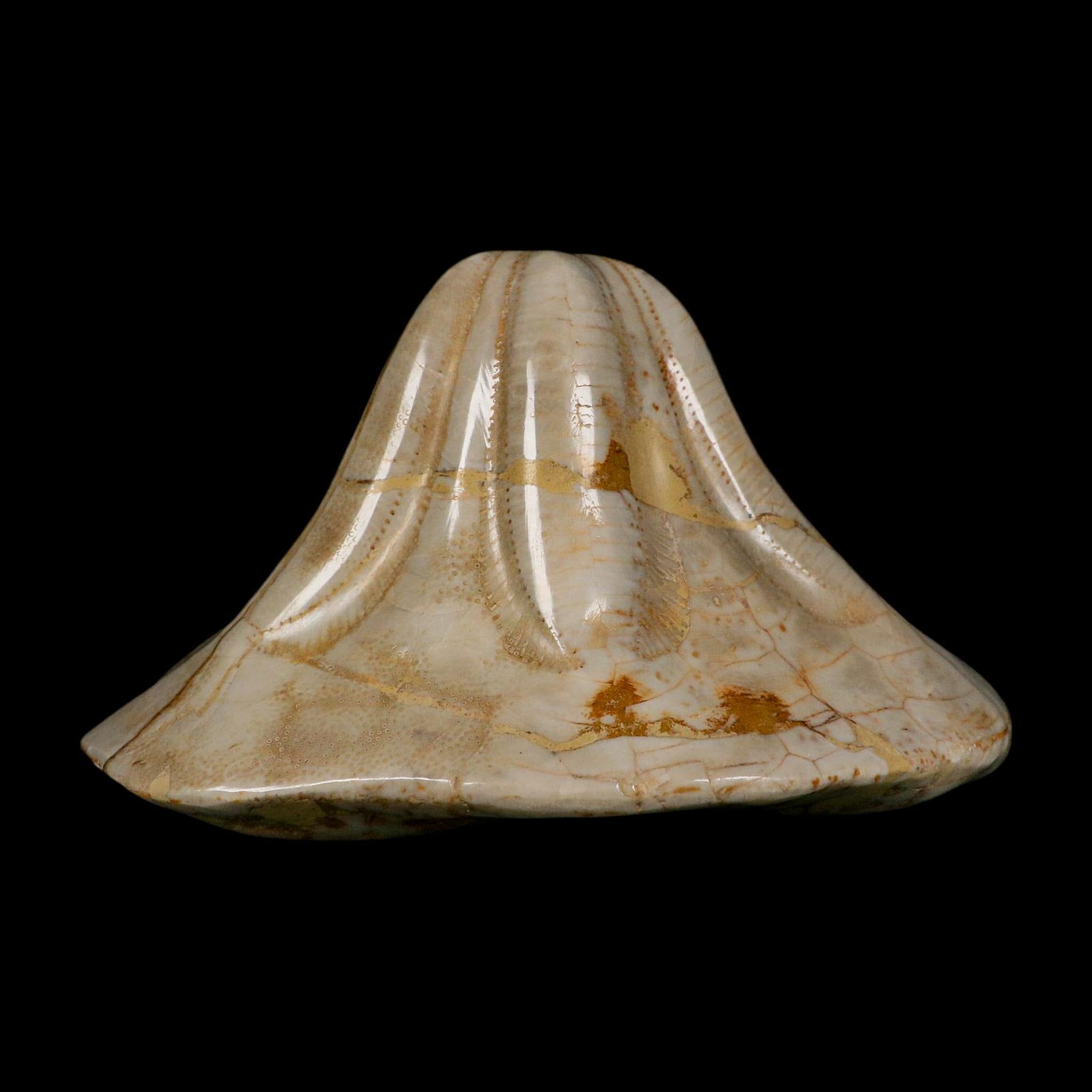 XL 5.7" Detailed Fossil Clypeaster Altus Sea Urchin Echinoid Miocene Taza Morocco - Fossil Age Minerals
