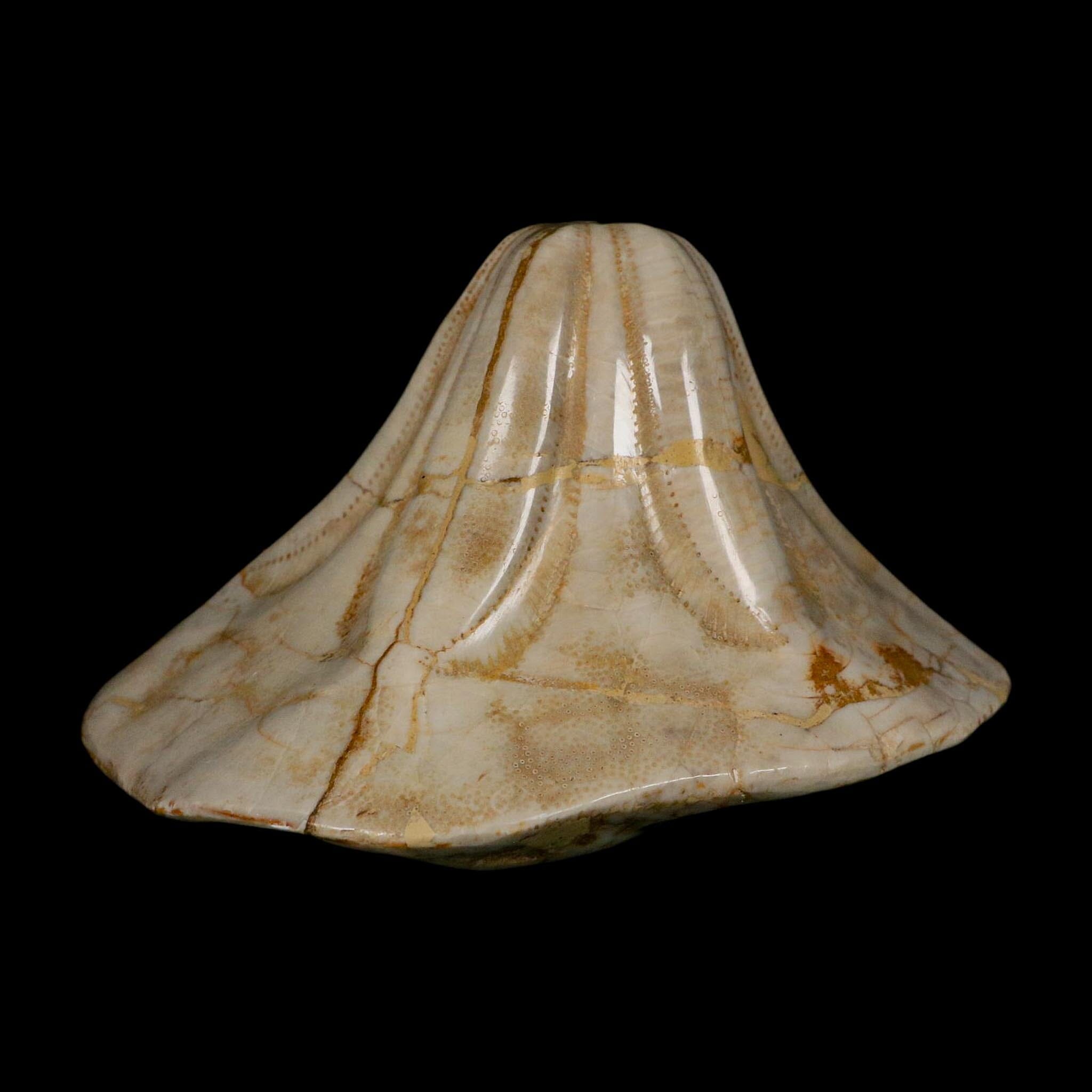 XL 5.7" Detailed Fossil Clypeaster Altus Sea Urchin Echinoid Miocene Taza Morocco - Fossil Age Minerals