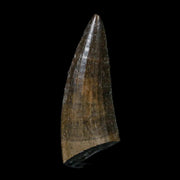 1.5" Suchomimus Fossil Tooth Cretaceous Spinosaurid Dinosaur Elraz FM Niger COA