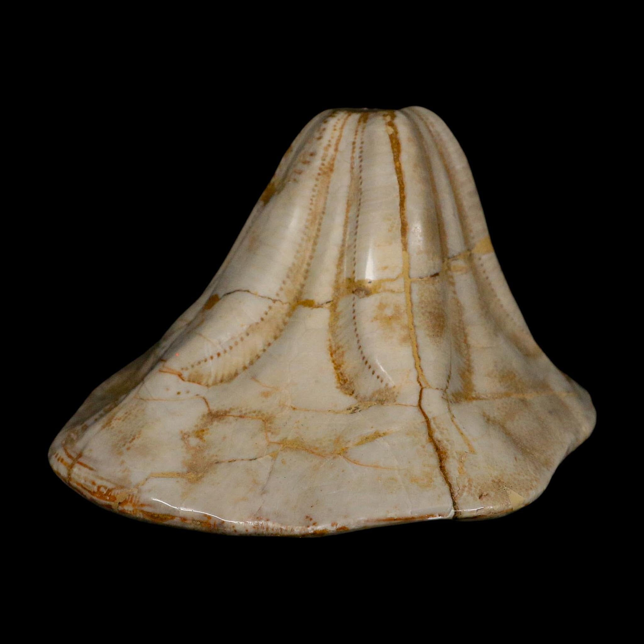 XL 5.7" Detailed Fossil Clypeaster Altus Sea Urchin Echinoid Miocene Taza Morocco - Fossil Age Minerals