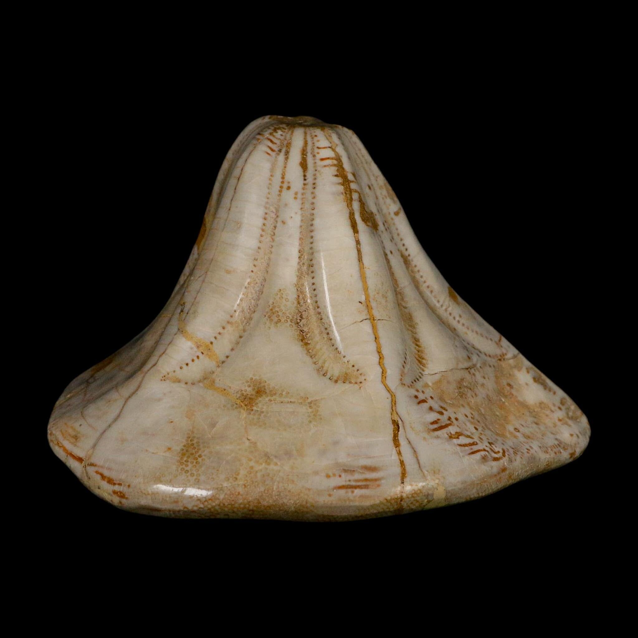 XL 5.7" Detailed Fossil Clypeaster Altus Sea Urchin Echinoid Miocene Taza Morocco - Fossil Age Minerals