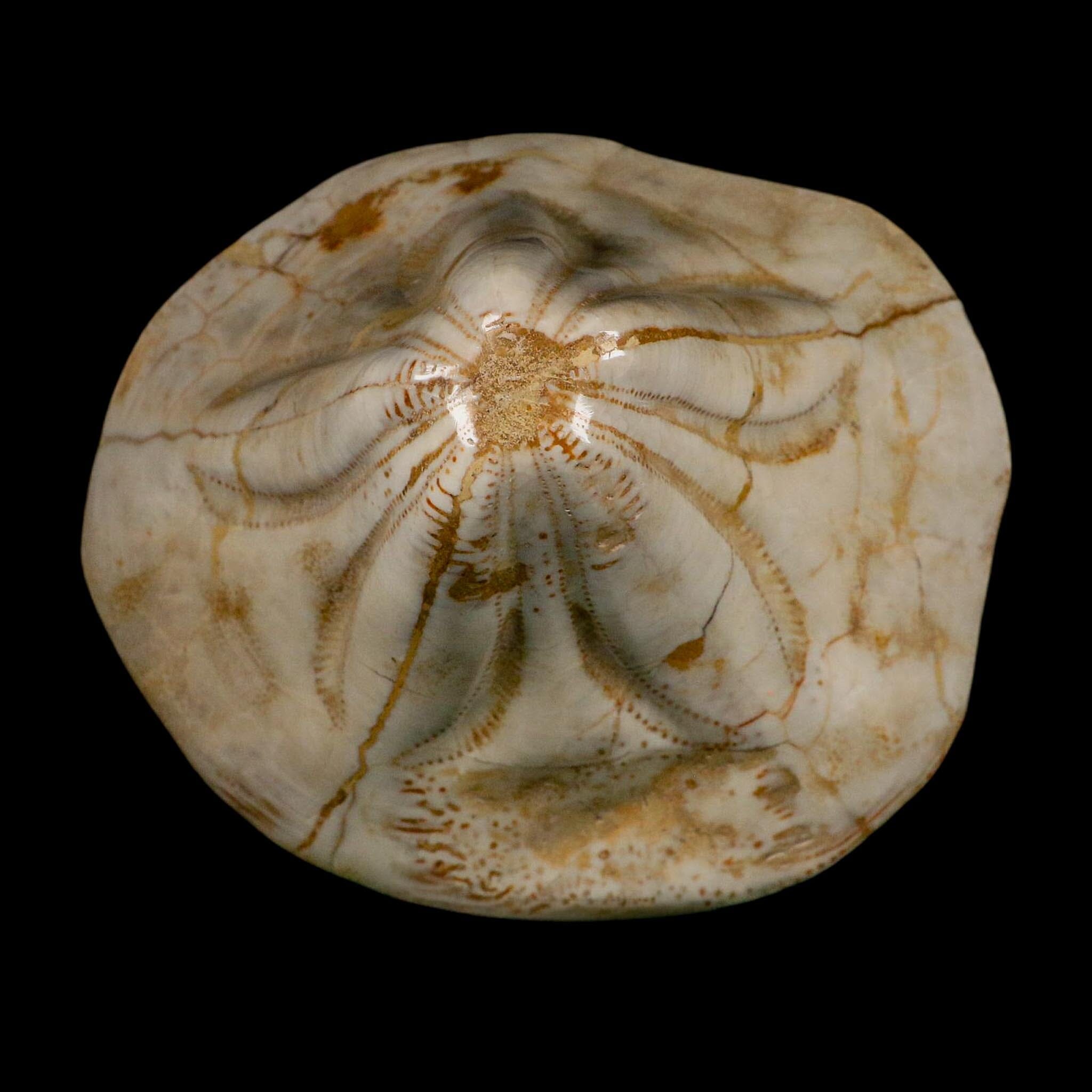 XL 5.7" Detailed Fossil Clypeaster Altus Sea Urchin Echinoid Miocene Taza Morocco - Fossil Age Minerals