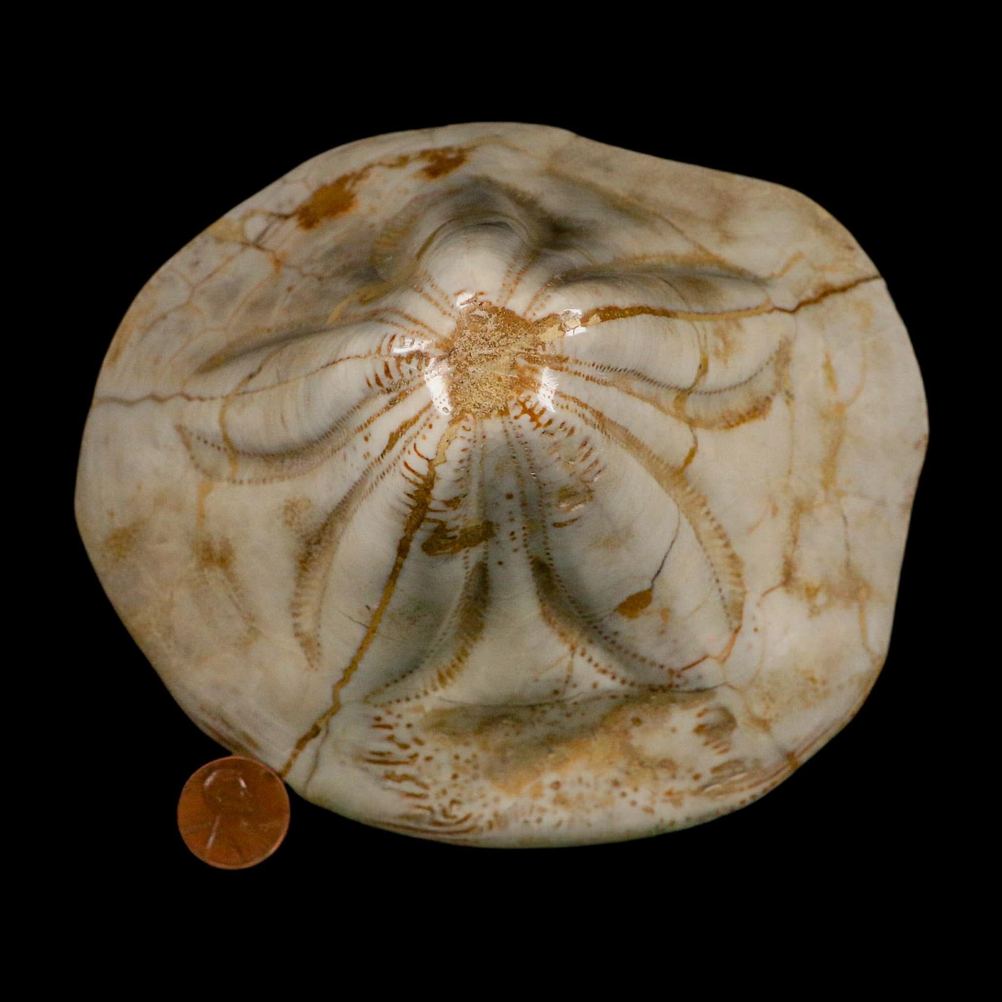 XL 5.7" Detailed Fossil Clypeaster Altus Sea Urchin Echinoid Miocene Taza Morocco - Fossil Age Minerals
