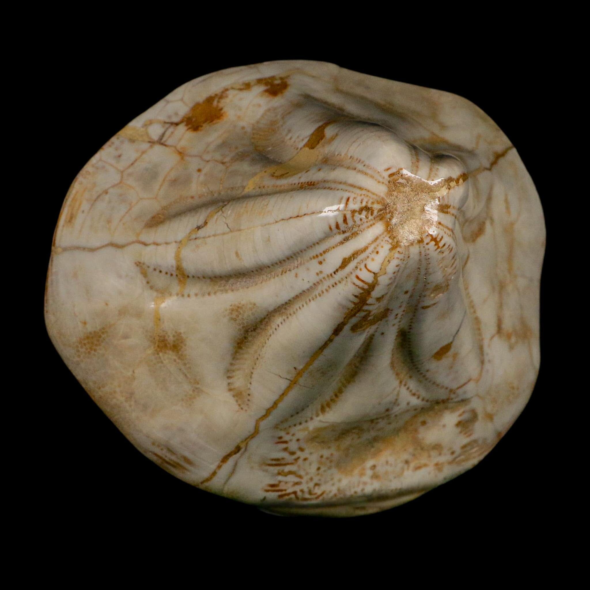 XL 5.7" Detailed Fossil Clypeaster Altus Sea Urchin Echinoid Miocene Taza Morocco - Fossil Age Minerals