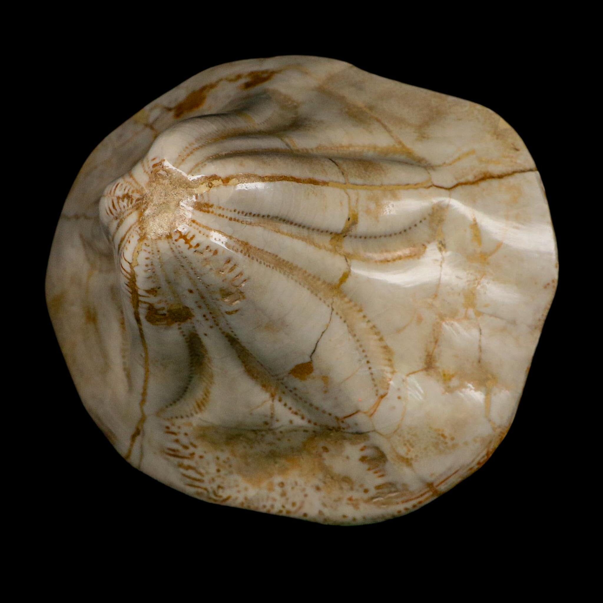 XL 5.7" Detailed Fossil Clypeaster Altus Sea Urchin Echinoid Miocene Taza Morocco - Fossil Age Minerals