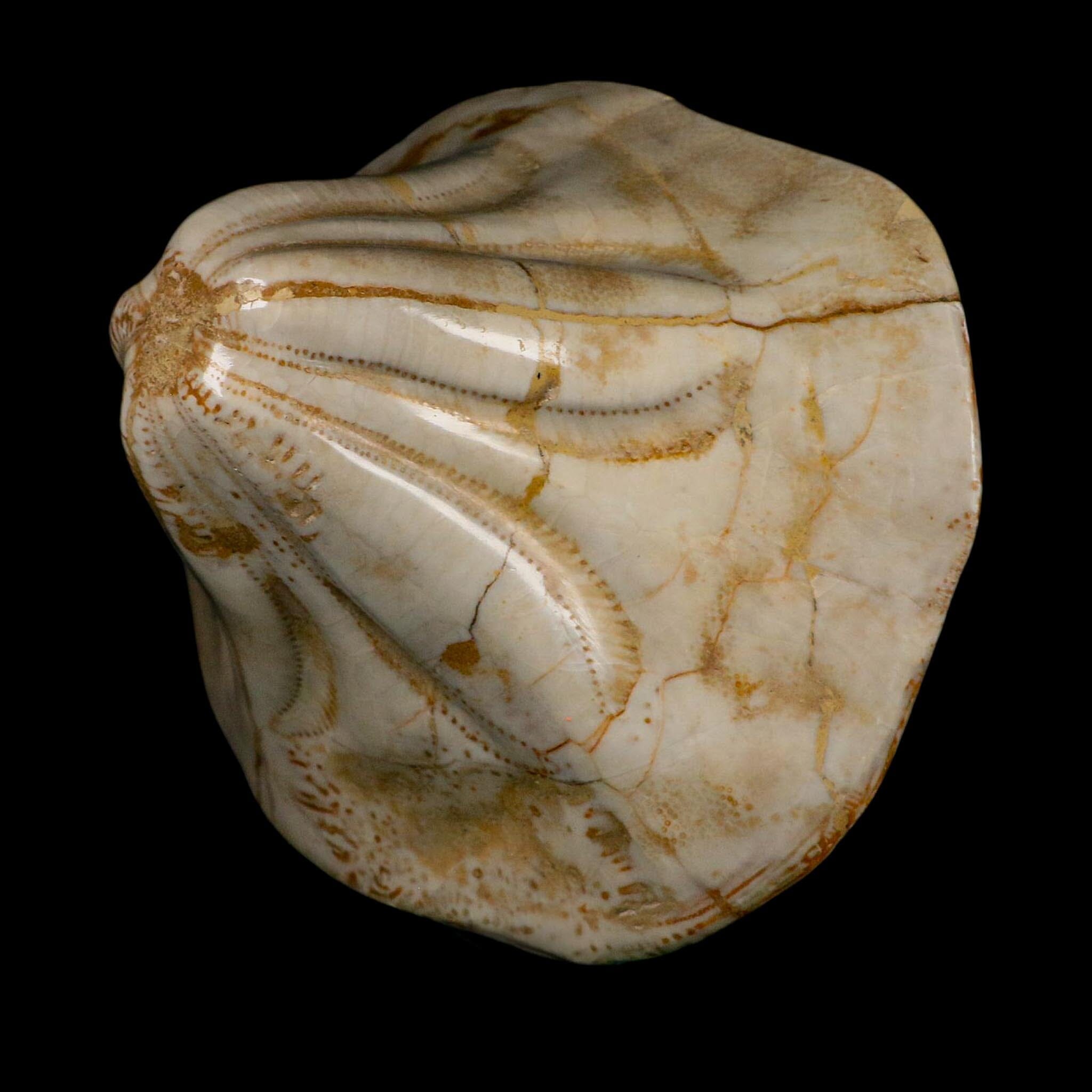 XL 5.7" Detailed Fossil Clypeaster Altus Sea Urchin Echinoid Miocene Taza Morocco - Fossil Age Minerals