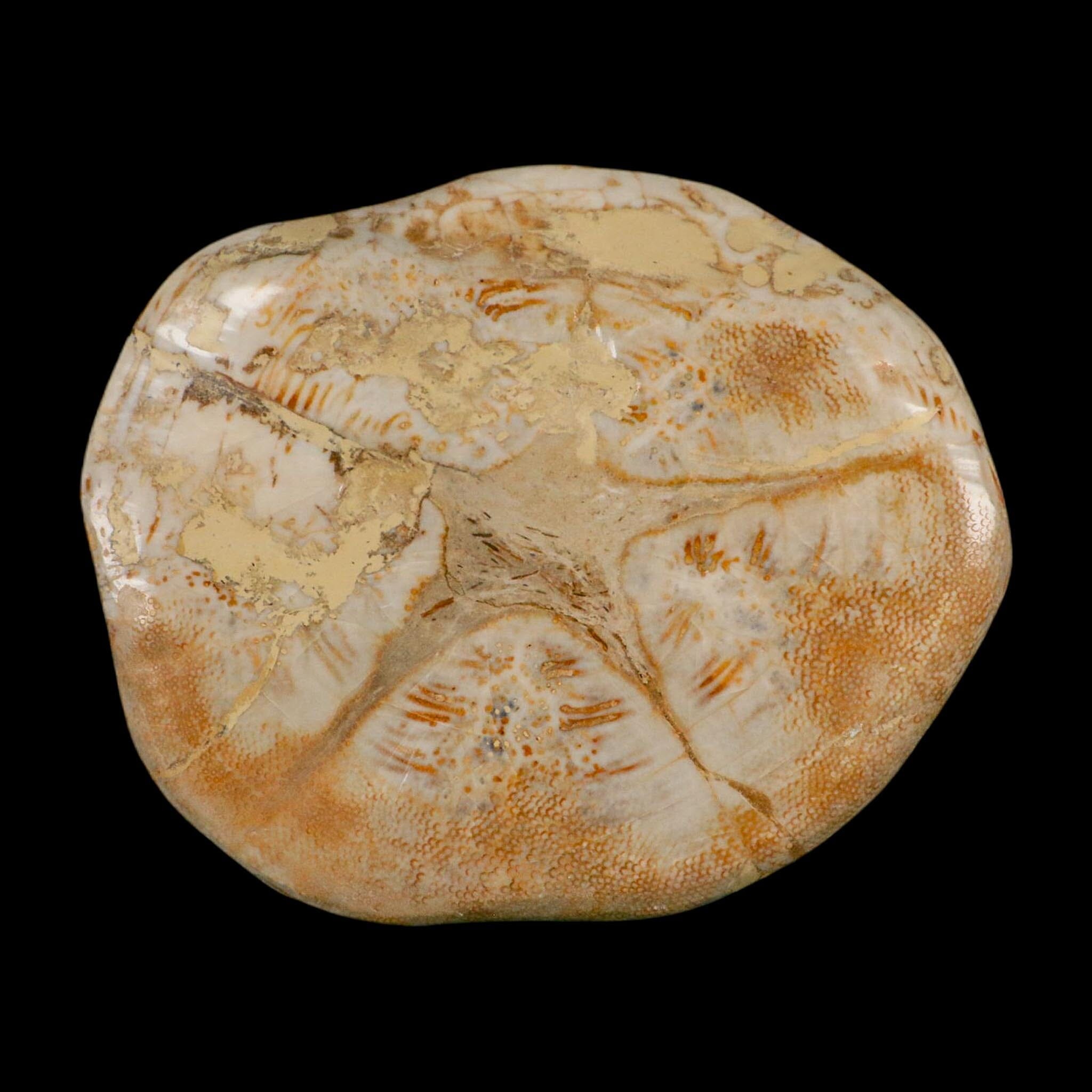 XL 5.7" Detailed Fossil Clypeaster Altus Sea Urchin Echinoid Miocene Taza Morocco - Fossil Age Minerals