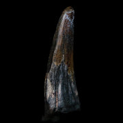 1.4" Suchomimus Fossil Tooth Cretaceous Spinosaurid Dinosaur Elraz FM Niger COA