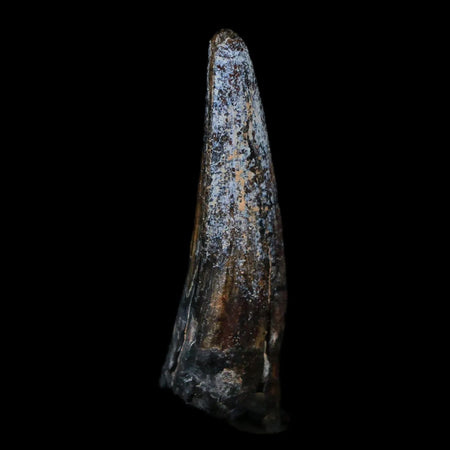 1.4" Suchomimus Fossil Tooth Cretaceous Spinosaurid Dinosaur Elraz FM Niger COA