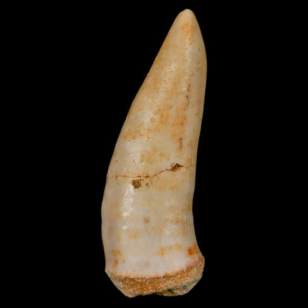 XL 2.1" Saber Toothed Herring Fossil Fang Enchodus Libycus Cretaceous COA Stand