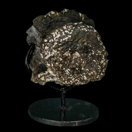 5.6" Gorgosaurus Tyrannosaur Dinosaur Fossil Vertebrae Judith River FM MT COA