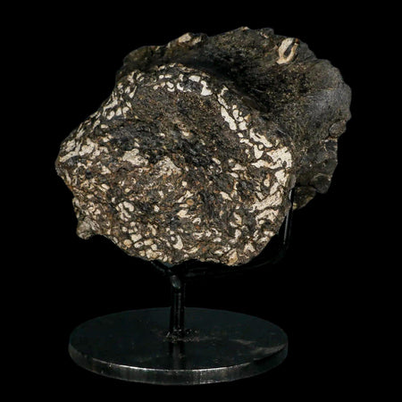 5.6" Gorgosaurus Tyrannosaur Dinosaur Fossil Vertebrae Judith River FM MT COA