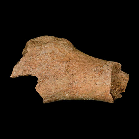 4.6" Edmontosaurus Fossil Humerus Bone Lance Creek FM Cretaceous Dinosaur WY COA - Fossil Age Minerals