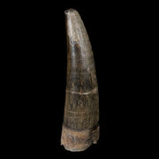 2.1" Suchomimus Fossil Tooth Cretaceous Spinosaurid Dinosaur Elraz FM Niger COA