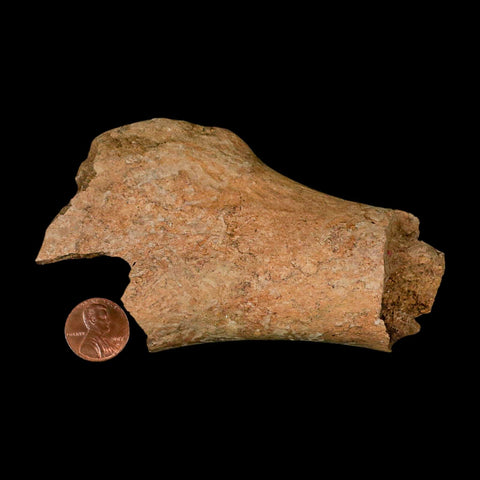 4.6" Edmontosaurus Fossil Humerus Bone Lance Creek FM Cretaceous Dinosaur WY COA - Fossil Age Minerals