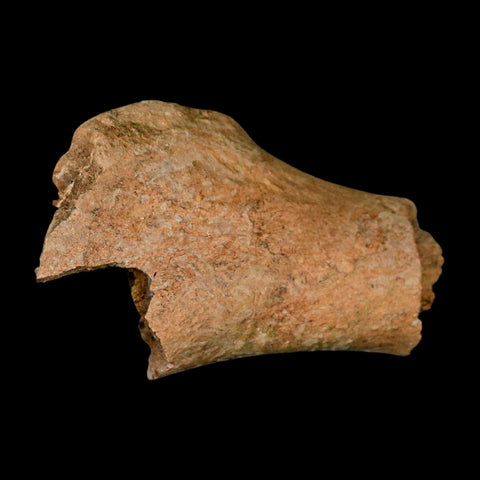 4.6" Edmontosaurus Fossil Humerus Bone Lance Creek FM Cretaceous Dinosaur WY COA - Fossil Age Minerals