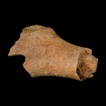 4.6" Edmontosaurus Fossil Humerus Bone Lance Creek FM Cretaceous Dinosaur WY COA