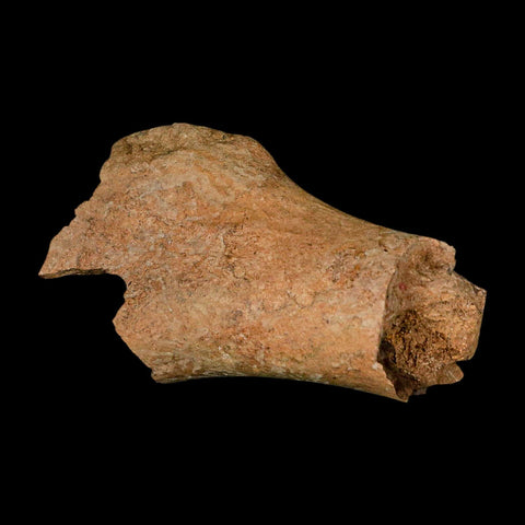 4.6" Edmontosaurus Fossil Humerus Bone Lance Creek FM Cretaceous Dinosaur WY COA - Fossil Age Minerals