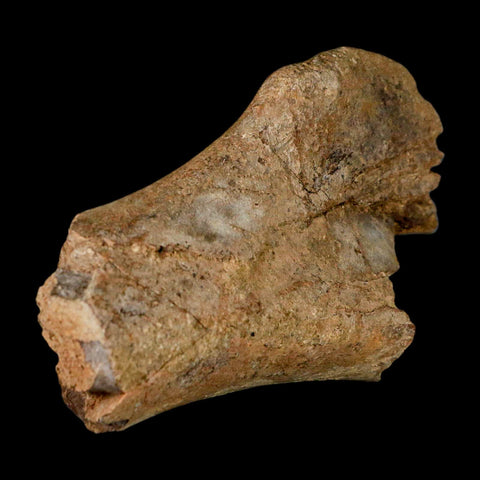 4.6" Edmontosaurus Fossil Humerus Bone Lance Creek FM Cretaceous Dinosaur WY COA - Fossil Age Minerals