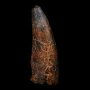 1.9" Suchomimus Fossil Tooth Cretaceous Spinosaurid Dinosaur Elraz FM Niger COA