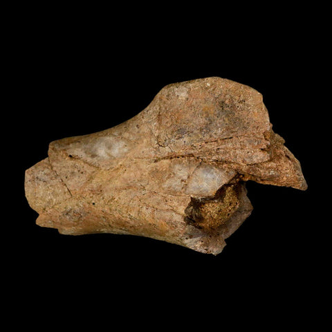 4.6" Edmontosaurus Fossil Humerus Bone Lance Creek FM Cretaceous Dinosaur WY COA - Fossil Age Minerals