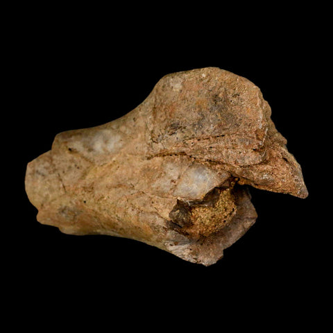 4.6" Edmontosaurus Fossil Humerus Bone Lance Creek FM Cretaceous Dinosaur WY COA - Fossil Age Minerals